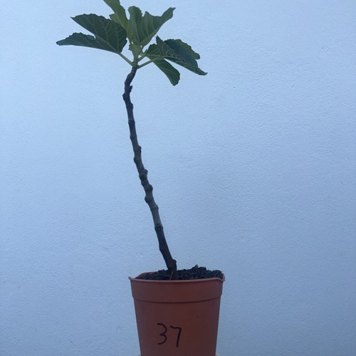 Italian fig tree plant - tree, plant,