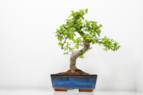 Bonsai chinese elm - -, care