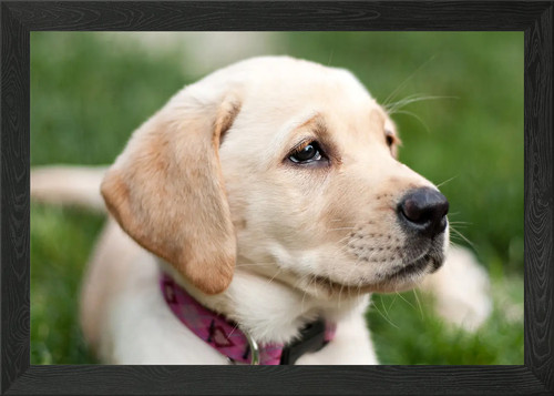 Cute golden labrador - labrador, puppy