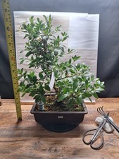 Rare  pink Flowering Satsuki  Azalea Bonsai tree , Hanabin. Imported from Japan