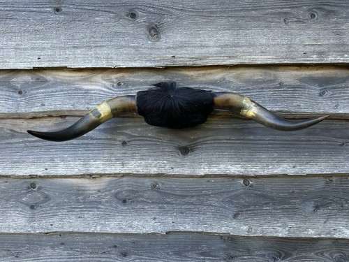 Taxidermy cattle horns - taxidermy,