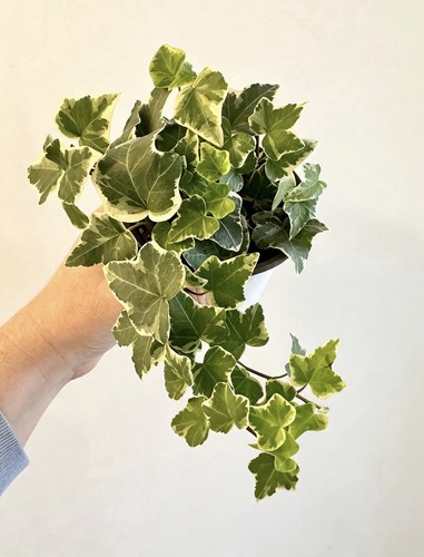 Variegated english ivy hedera - variegated,