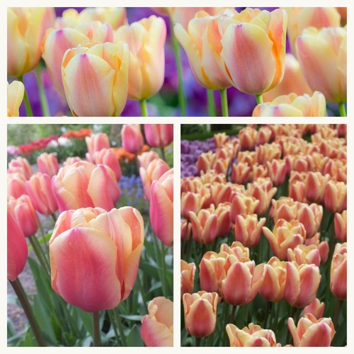 Triumph tulip apricot foxx - tulip,