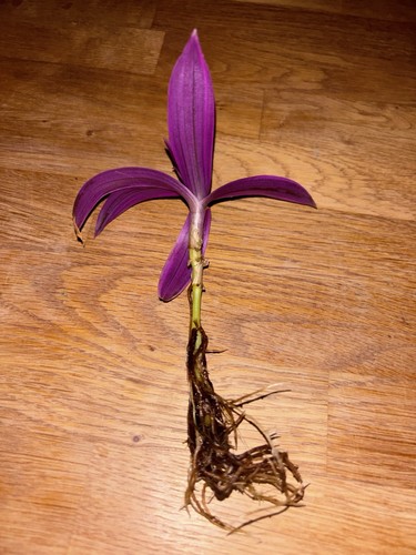 Tradescantia hanging - tradescantia,