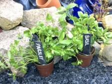 100 Handmade Slate Markers