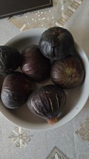 4 freshly cut fig tree