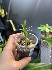 Pachypodium lamerei - Madagascar Palm / Cactus Palm succulent. 