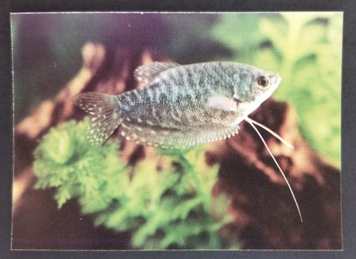Blue gourami 1990 tropical - gourami,