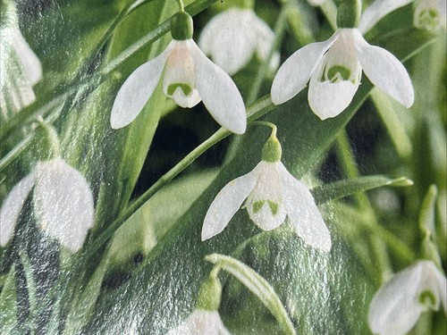 Snowdrops galanthus - 45,