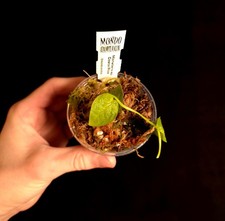 Monstera sp. Costa Rica - Very