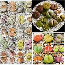 10 seeds of LITHOPS MIX living