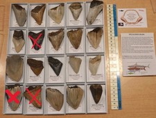 AMAZING VALUE.... 100% GENUINE MEGALODON SHARKS TOOTH FOSSIL IN DISPLAY BOX!