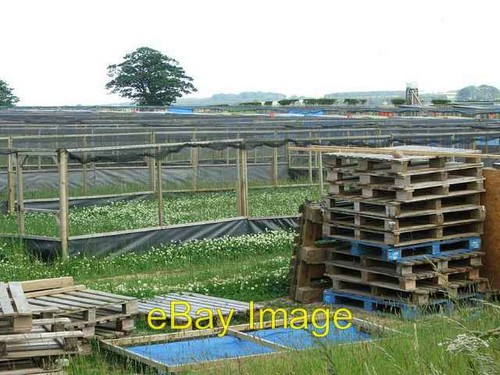 Photo 6x4 rearing pens - photo,