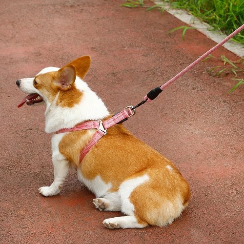 Dog harness leash - harness,