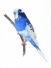 Blue and White Budgie Pet Portrait Watercolour PRINT from an Original Painting