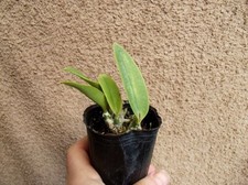 Rare Cattleya walkeriana var