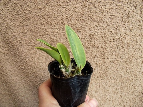 Rare cattleya walkeriana var - rare,