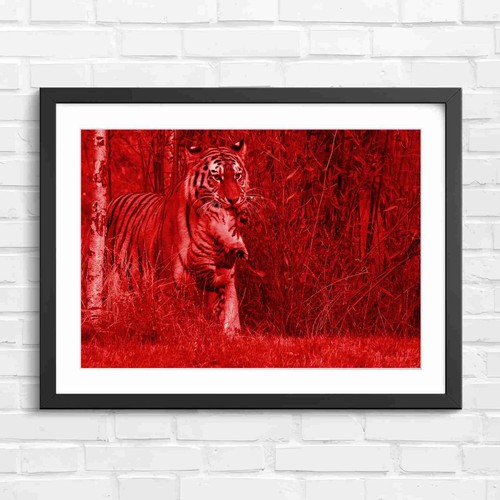 Mother tiger carrying - carrying, cub
