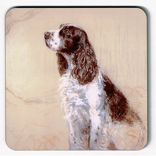 Springer spaniel coasters - springer,