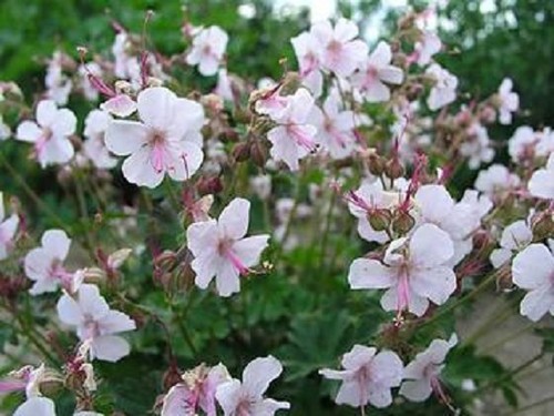 Hardy geranium - geranium, x