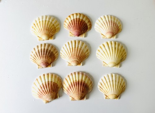 Scallop shells round natural - scallop,