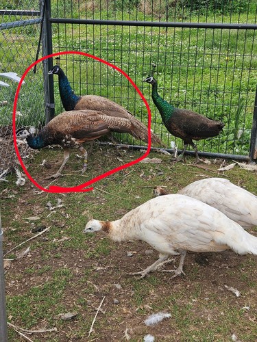 India blue peafowl hatching - india,