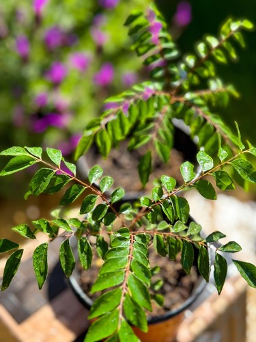 Curry leaf plant indian - plant,