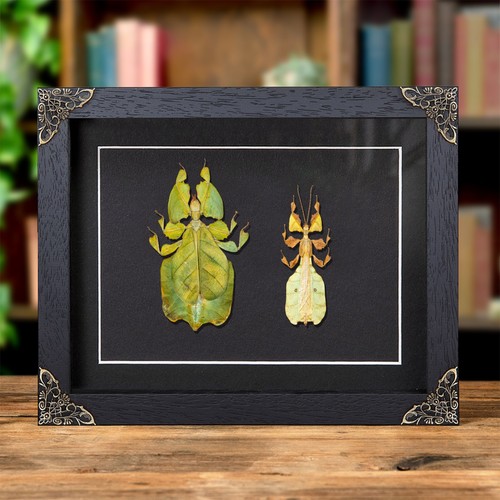 Gray leaf insect male - insect, &