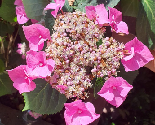 Hydrangea macrophylla lacecap - hydrangea,