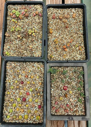 4pot rare conophytum mix - rare,