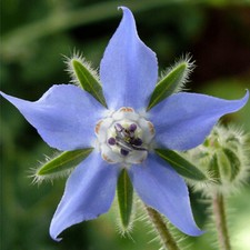 Borage Seeds | Heirloom /