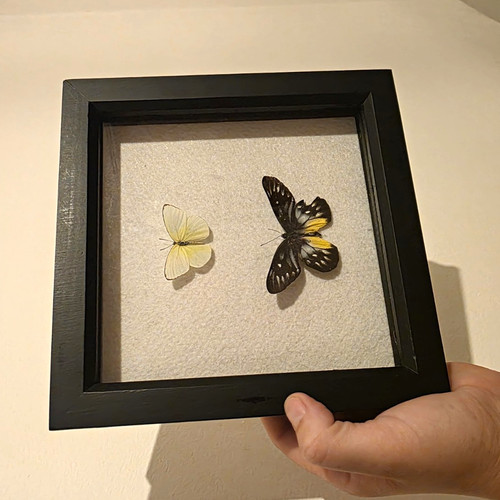 Framed mounted butterfly - mounted, &