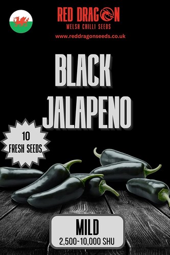 10x black jalapeno - jalapeno, chilli