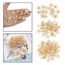Natural Dried Starfish -