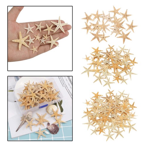 Natural dried starfish - natural,