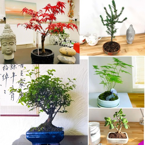 Bonsai bundle plants - 1,