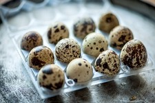 X12 Jumbo Coturnix Quail Eggs  (Not Live Animal)