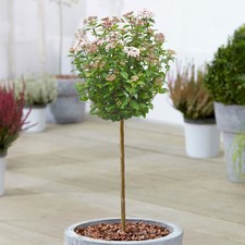 Viburnum tinus Tree Evergreen Potted Ornamental Patio Trees for Small Gardens