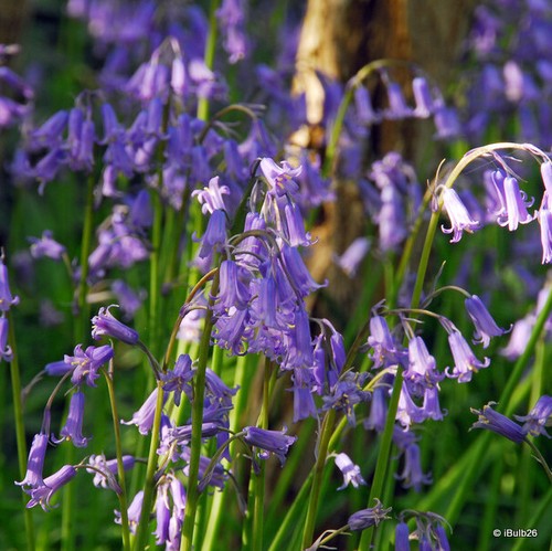 Hyacinthoides non sciptus