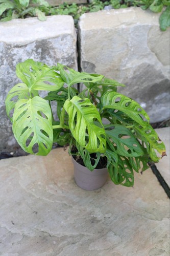 Monstera obliqua indoor house - obliqua,