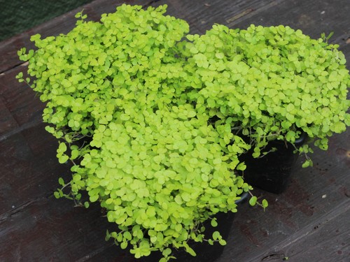 Baby tears plants - 3x,