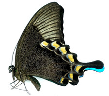 Papilio blumei fruhstorferi,  the peacock butterfly  |  Sulawesi Indonesia | A1