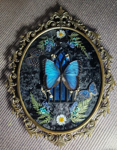 Blue morpho butterfly and - morpho,