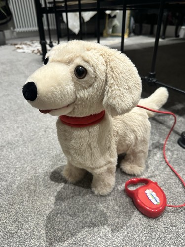 Fluffy puppy walking with - fluffy,