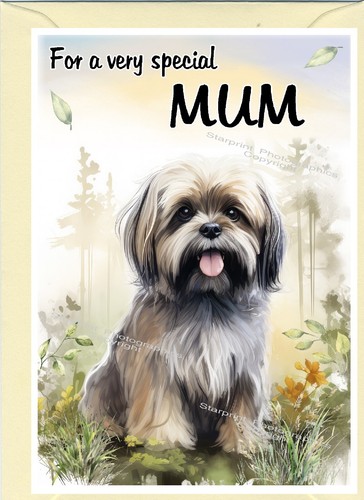 Lhasa apso dog - lhasa,