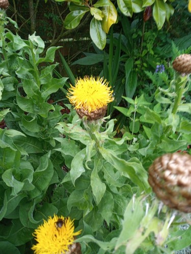 Centaurea macrocephala giant - centaurea, macrocephala.