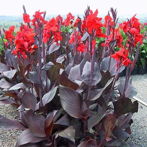 Canna red velvet - plant,
