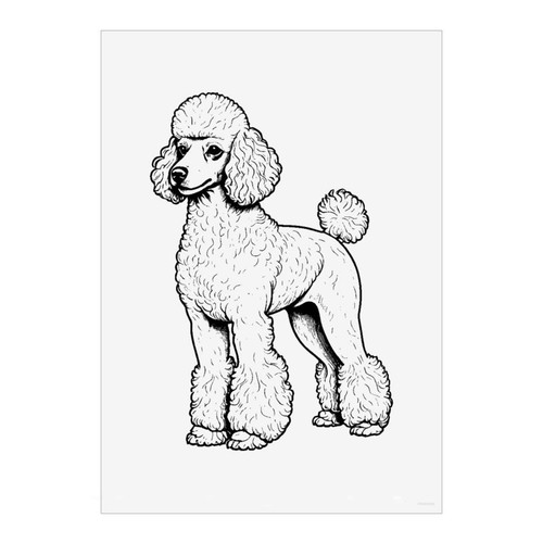 Standard poodle wall - 'standard, poodle'