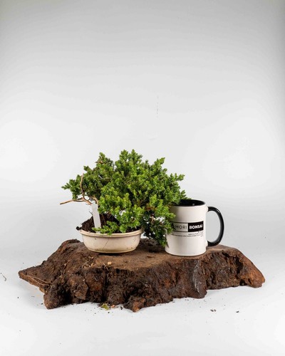 Juniper procumbens nana bonsai - juniper,