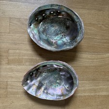 Natural Abalone Haliotis